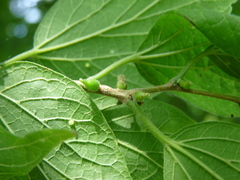 Celticecis celtiphyllia