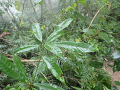Lithocarpus brevicaudatus