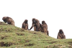 Theropithecus gelada