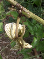 Megacopta punctatissima