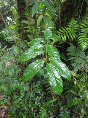 Itea parviflora