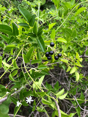 Jasminum fluminense, photograph 5