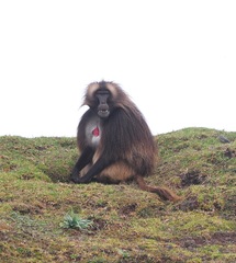 Theropithecus gelada