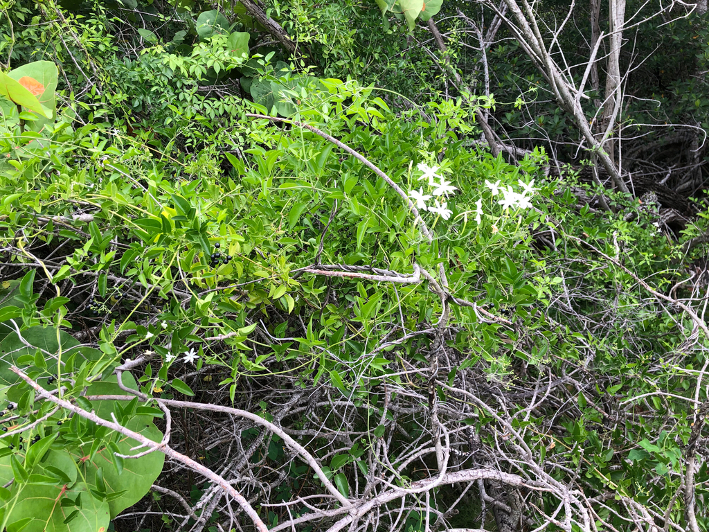 Jasminum fluminense; photograph (c) Luis Ángel Niño Barreat, some rights reserved (CC BY)