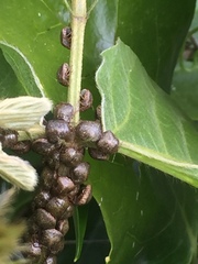 Megacopta punctatissima