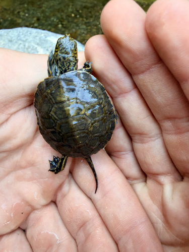 iNaturalist observation photo of Northwestern Pond Turtle