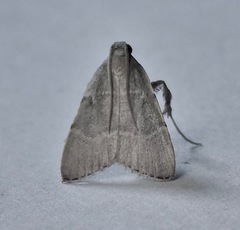 Basacallis tarachodes