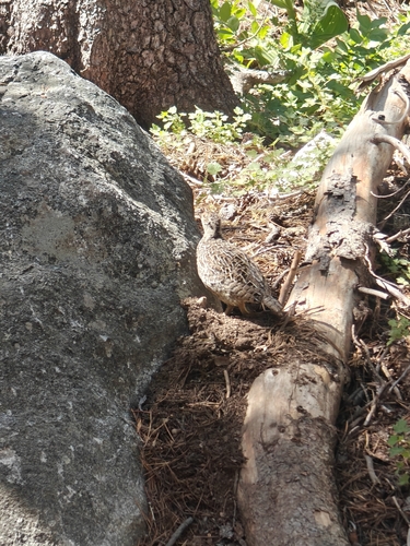 iNaturalist observation photo of Sooty Grouse