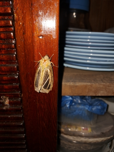 Dot-underwing Moth