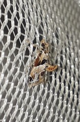 Neodavisia melusina
