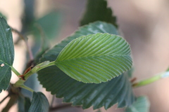 Cercocarpus macrophyllus