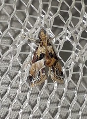 Neodavisia melusina