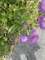 Knautia longifolia, photograph author not stated, no rights reserved