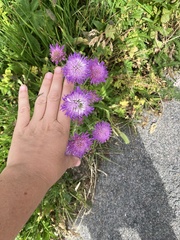 Knautia longifolia, photograph author not stated, no rights reserved
