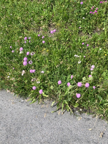 Knautia longifolia, photograph 6