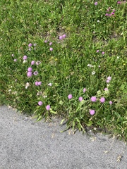 Knautia longifolia, photograph author not stated, no rights reserved