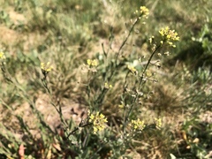 Camelina