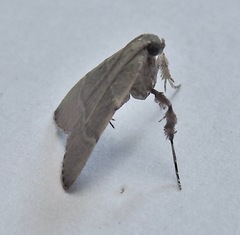 Basacallis tarachodes