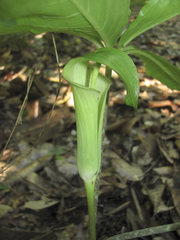 Arisaema quinatum