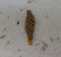Phereoeca