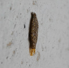 Phereoeca