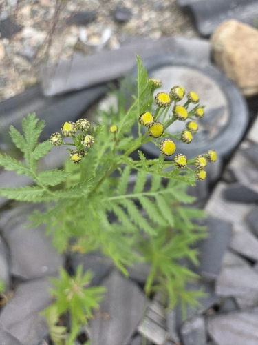 tansy