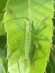 Tettigonia orientalis