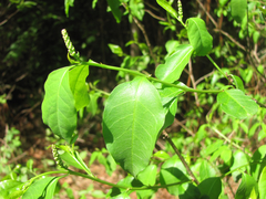 Ditrysinia fruticosa