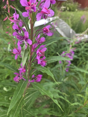 fireweed