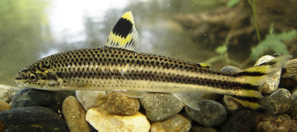 Yellow Rabbit Characin