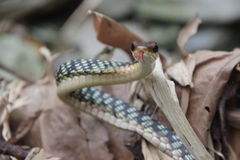 Nganson Bronzeback photo 2