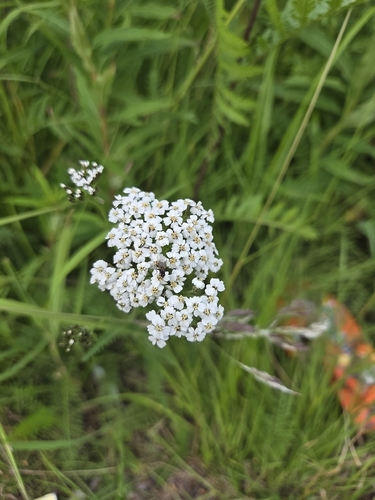common yarrow