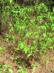 Ditrysinia fruticosa