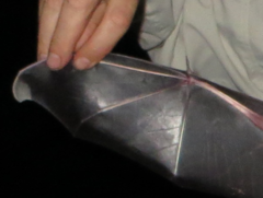 Pale-Faced Bat photo 3