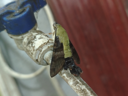 Humble Hummingbird Hawkmoth