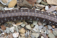 Nganson Bronzeback photo 3