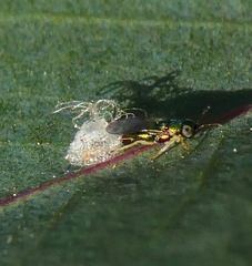 Psyllaephagus bliteus