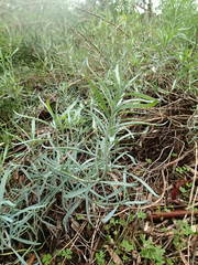 Senecio cunninghamii