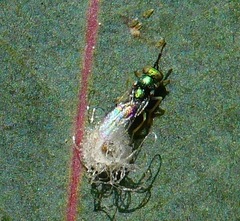 Psyllaephagus bliteus