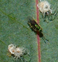 Psyllaephagus bliteus