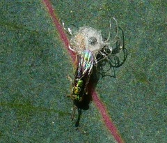 Psyllaephagus bliteus