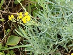 Senecio cunninghamii