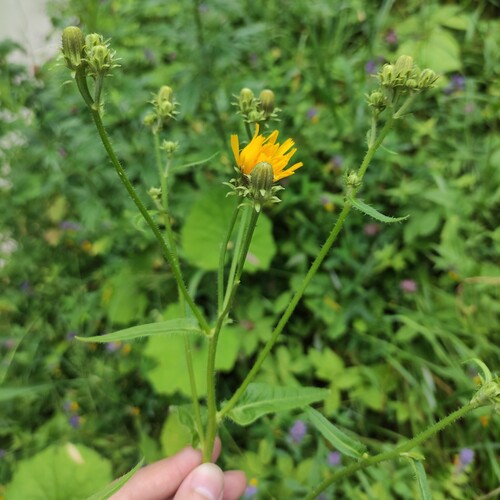 Наблюдение на iNaturalist