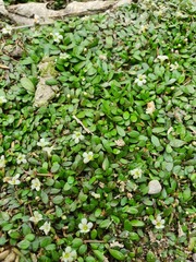 Glossostigma elatinoides