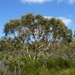 Scribbly Gum - Photo (c) Dean Nicolle, some rights reserved (CC BY-NC), uploaded by Dean Nicolle