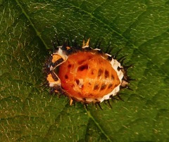Axion plagiatum
