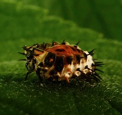 Axion plagiatum