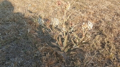 Asclepias glaucescens