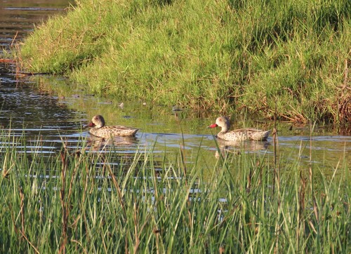 iNaturalist: (c) Johan Huisamen, some rights reserved (CC BY-NC), uploaded by Johan Huisamen iNaturalist image