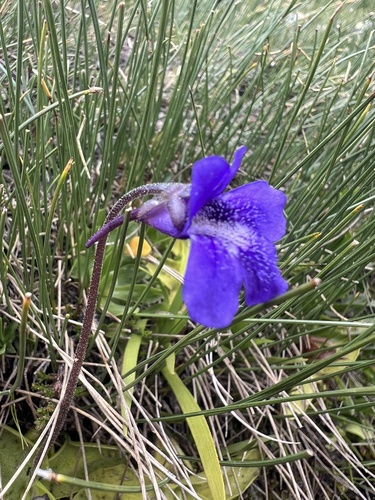 Pinguicula grandiflora